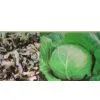 Sell AD Cabbage thumbnail-1