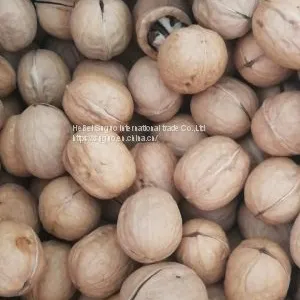 2020 Wholesaler Best Price 33 Walnuts Inshell for Sale thumbnail-2