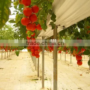 PVC Soilless Growing Troughing System thumbnail-6