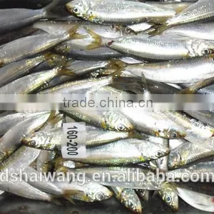 Frozen Sardines for Canning With Size 160-200 Pcs / 10kg thumbnail-3