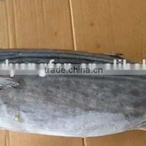Big Size Whole Round Frozen Bonito Belted Bonito For Canning thumbnail-1
