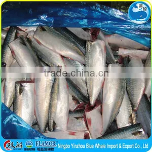 Frozen Pacific Mackerel HGT thumbnail-2