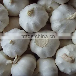 Fresh Garlic thumbnail-3