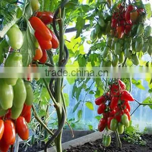 High Quality Spiral Plant Stake thumbnail-5