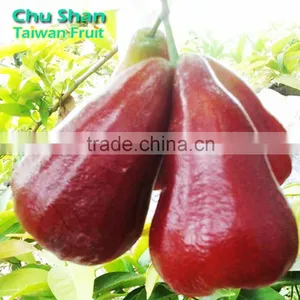 Good Quality Wax Apple for Sale thumbnail-1