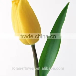 Best Selling Beautiful Fresh Cut Yellow Tulip Bulbs Flower for Exporting thumbnail-3