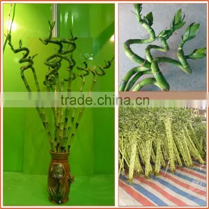 Spiral Lucky Bamboo 25cm-100cm DRACAENA SANDERIANA Air Bonsai Tree Indoor Aquatic Feng Shui Plants Nursery Garden Decoration thumbnail-2