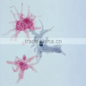Microscope Prepared Slides ,MEDICAL PARASITOLOGY Slides, Prepared Slides thumbnail-1
