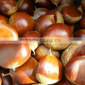 Raw Fresh Good Chestnuts Packed and Exported to Turkey thumbnail-4