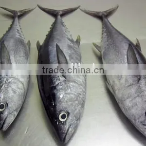 Frozen Fresh Whole Tuna Fish New thumbnail-2