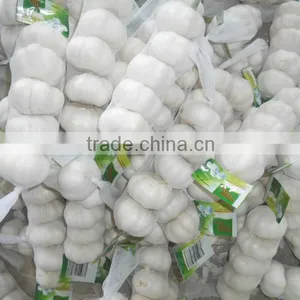 Fresh Garlic thumbnail-1