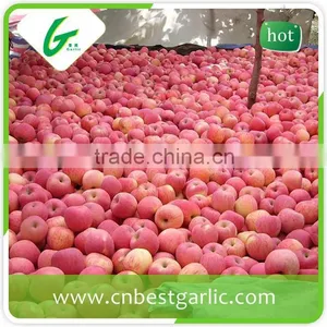Big Fresh Fuji Apple With Best Price thumbnail-1