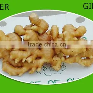 Fresh Ginger Crop 2013 thumbnail-1