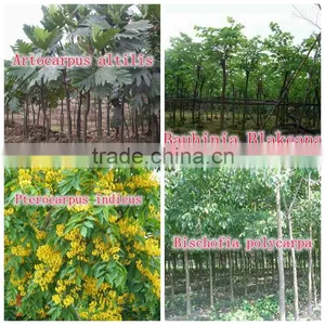 for Outdoor Landscaping Ornamental Bonsai Plants thumbnail-3