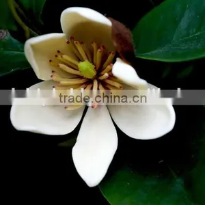 Michelia Figo Seedling thumbnail-5
