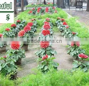 100% Soluble in Water Organic Seaweed Fertilizer, Black Fertilizer thumbnail-5