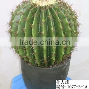 Outdoor Artificial Cactus Bonsai thumbnail-6