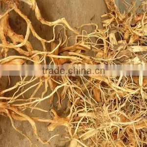 Reclaim Tree Roots thumbnail-2