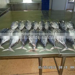 Skipjack Tuna thumbnail-1