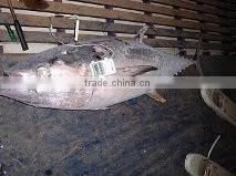 Thunnus Albacares thumbnail-1