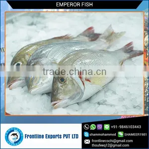 Best Quality Frozen Emperor Fish at Low Price thumbnail-1