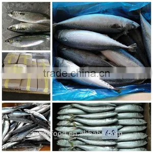 Frozen Japanese Mackerel Fish thumbnail-2