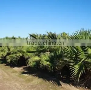 Brahea Edulis "Guadeloupe Palm" 160/200 Rootballed thumbnail-1