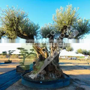 Fargas Collection - Millenary Olive Trees thumbnail-4
