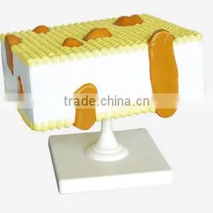 Cell Membrane Model thumbnail-1
