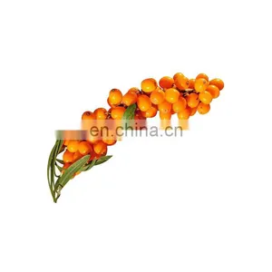 Hot Sale Fruit Powder Dried Sea Buckthorn Fruit Powder Sea Buckthorn Extract Powder thumbnail-2