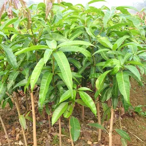 Japan Mango Trees With Grafting Mango Fruit Trees thumbnail-2