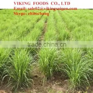 FROZEN LEMONGRASS BEST PRICE FROM VIETNAM thumbnail-1