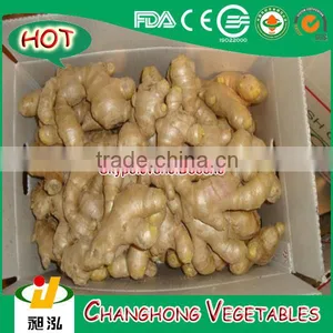 Factory Wholesale 2014 New Crop Fresh Ginger Price 10kg/ctn thumbnail-1
