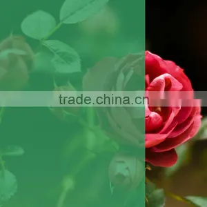 Decorative PET Grass Green Transparent Color Window Film Similar to 3M Window Film thumbnail-1
