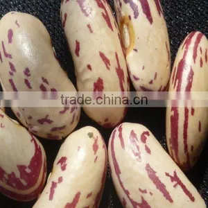 Light Speckled Kidney Bean thumbnail-1