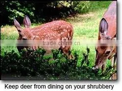 Plastic Elk Fencing thumbnail-1