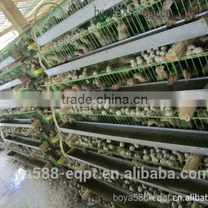 Automatic Quail Farming Cages Design for Kenya Farm thumbnail-1