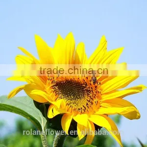 Holiday Party Yellow Sunflower Flower From Yunan thumbnail-5
