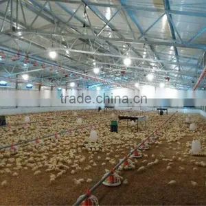 Automatic Broiler Feeding Line Raising Equipment thumbnail-1
