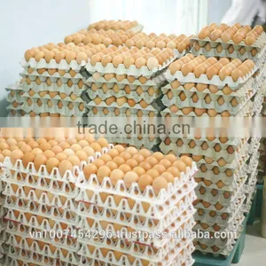 30 -Cavity Paper Egg Tray thumbnail-1