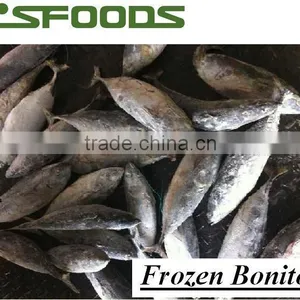 Frozen Bonito All Size thumbnail-1