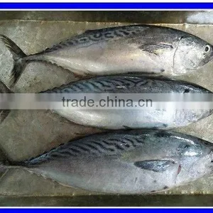 Hot Sell Frozen Bonito Fish 200-300g thumbnail-1