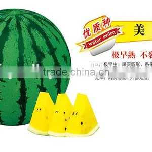 Hot Sale Hybrid F1 Sweet Yellow Watermelon Seeds For Growing-Midland F1 thumbnail-1