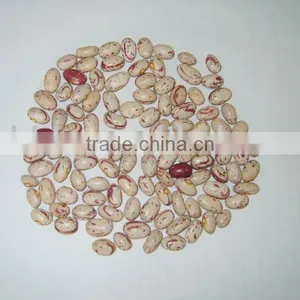 Organic Speckled Kidney Bean thumbnail-1