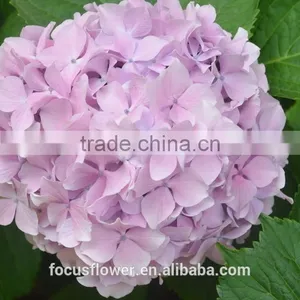 Factory Price Wholesale Real Cut Fresh Hydrangea Flower Bouquet From Yunnan thumbnail-2
