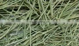 Ephedra Vulgaris thumbnail-3