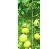 Phyllanthus Emblica Extract 35% Polyphenlos (UV-VIS) thumbnail-1