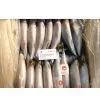 Mackerel thumbnail-1