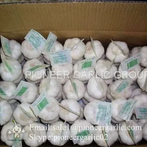 New Crop Fresh Chinese Pure White Garlic (5.0cm, 5.5cm, 6.0cm)Box Packing thumbnail-5