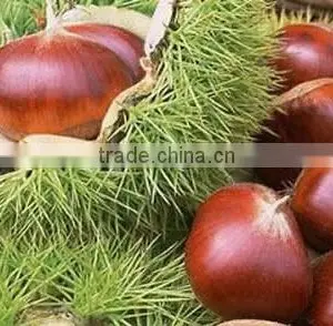 Hot Saling Roasted and Peeled Edible Chestnut thumbnail-1